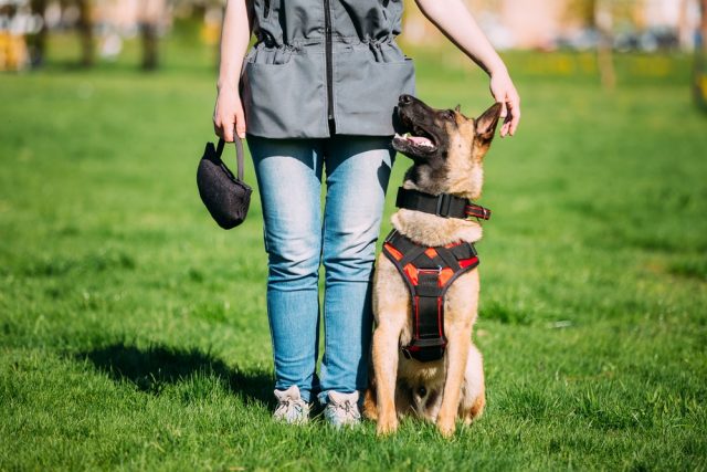 Attentive German Shepherd Dog sitting obediently at woman's side during a training session