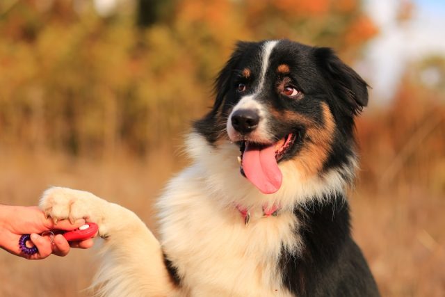 Young Australian Shepherd Dog with paw on a training clicker held by a dog trainer