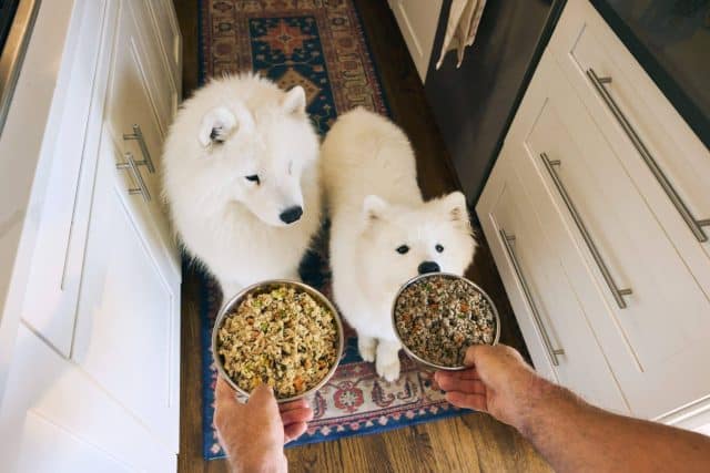 Two white Samoyed dogs looking up at two bowls of fresh dog food being lowered to the floor.