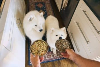 Two white Samoyed dogs looking up at two bowls of fresh dog food being lowered to the floor.