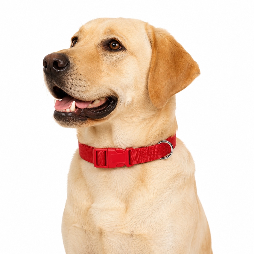 Red Dog Collar Size XS-L - Image 2