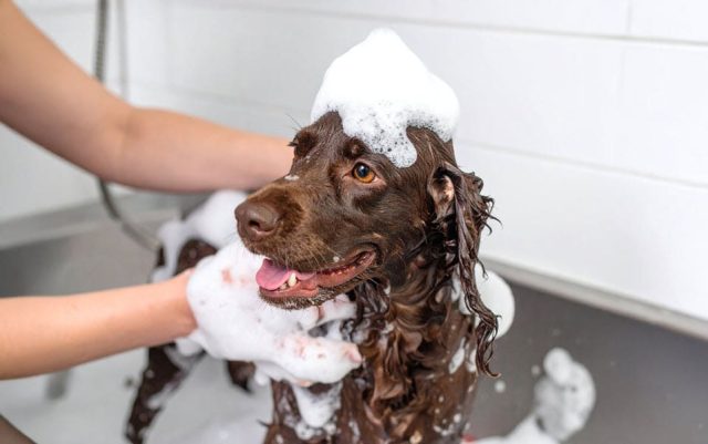 Brown dog in a professional bathtub is lathered with shampoo by a PetSmart groomer