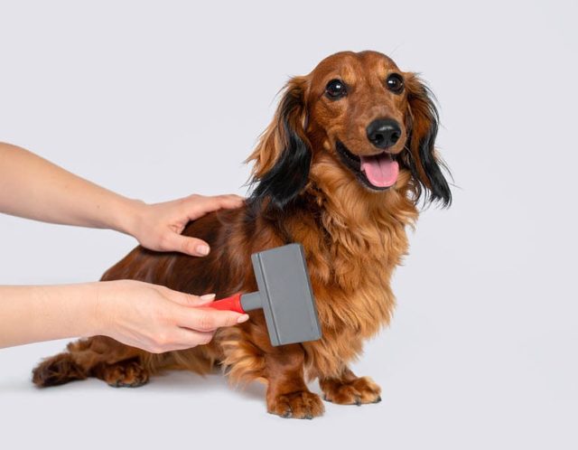 Longhaired brown Dachshund is brushed with a slicker brush by a PetSmart groomer