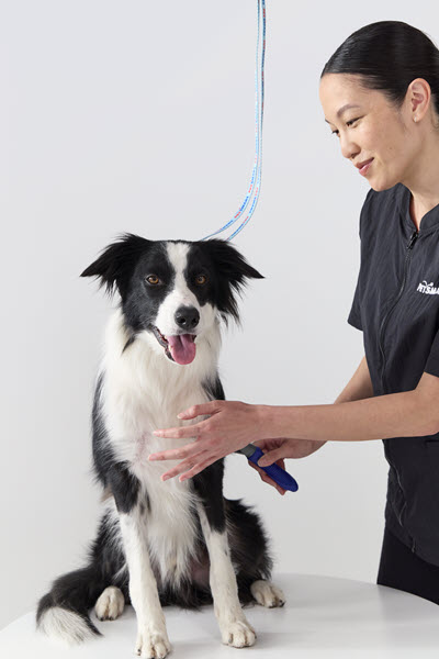 Black and white Border Collie sits on a grooming table while a smiling PetSmart groomer works on him