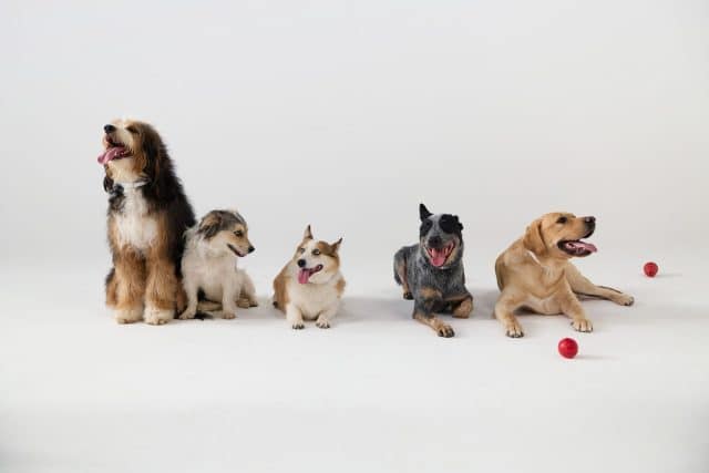 Five dogs of multiple breeds sit against a white background with red balls