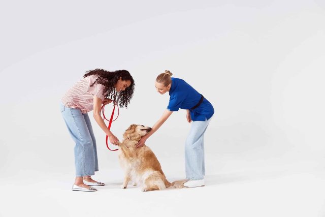 PetSmart trainer and dog parent work on training a Golden Retriever dog