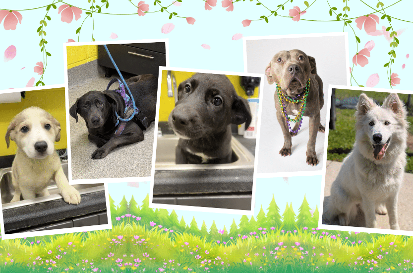 April 2026 Rescue Flight Collage Image - Dogs