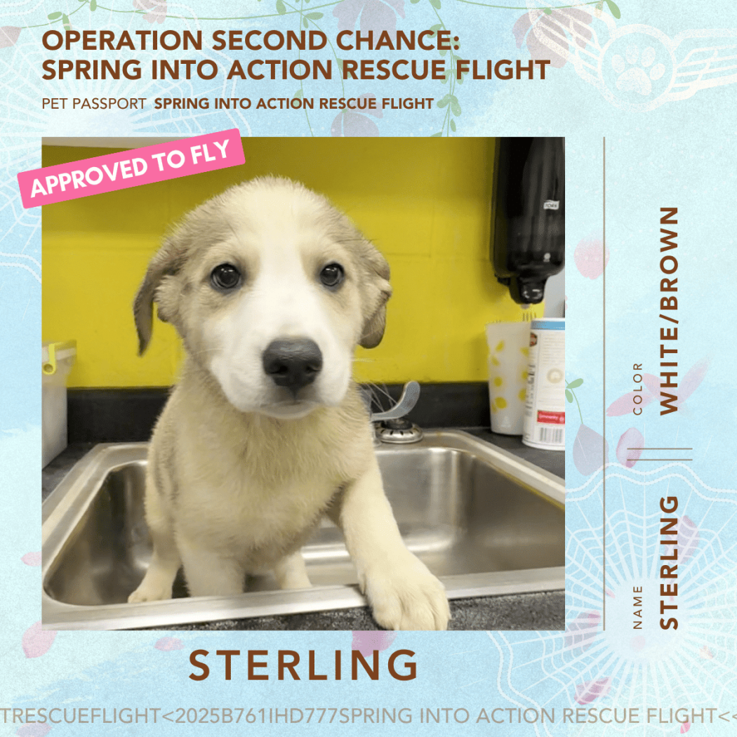 April 2026 Rescue Flight Pet Passports - Sterling April 2026 Rescue Flight Pet Passports - Sterling