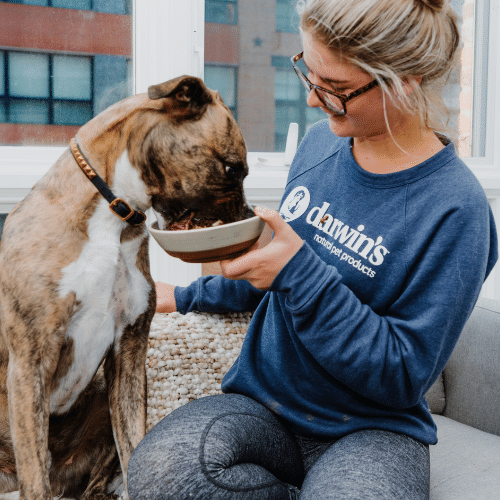 A woman in a Darwin's Natural Pet Products shirt feeds a bowl of raw dog food to a brindle and white mixed breed dog