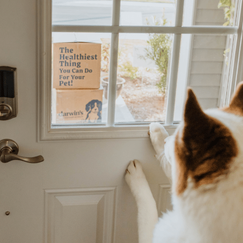 A white dog with brown ears stands against a door gazing out at Darwin's Pet Products delivery boxes.