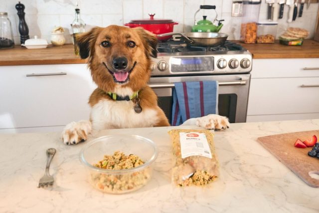 A brown and white mixed breed dog stands with its paws on the kitchen counter where a package of The Farmer's Dog food is open and partially poured into a clear glass bowl.