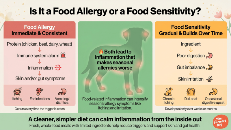 An infographic titled "Is it a food allergy or a food sensitivity?" showing the silhouette of a dog and illustrating the often misunderstood difference between the two conditions.
