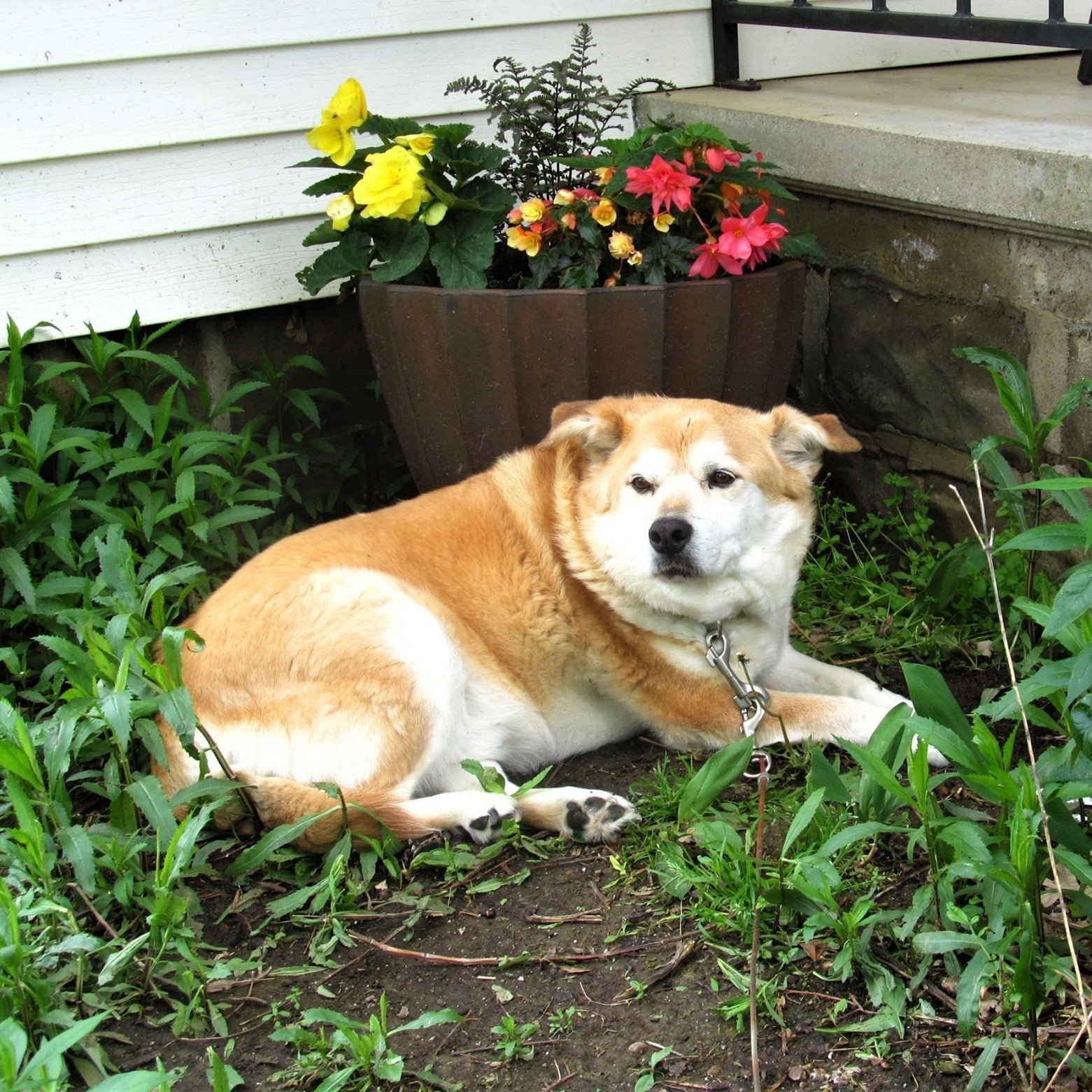 Rufus Wainwright Settle