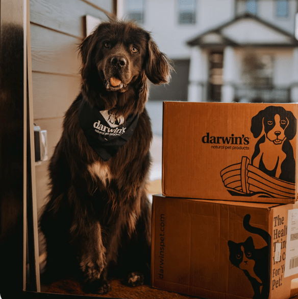 A large brown dog in a Darwin's Natural Pet Products bandana sits next to two Darwin's delivery boxes on a doorstep.