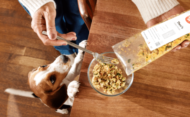 A beagle stands with its front paws on a wooden table, where a woman's hands are seen pouring a package of The Farmer's Dog food into a glass bowl.