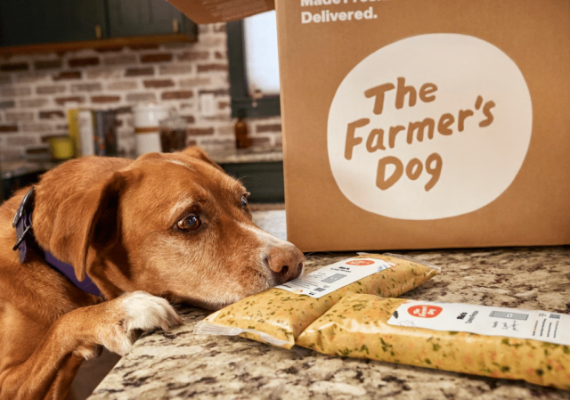 A brown senior dog rests his face on a marble countertop, sniffing two packets of The Farmer's Dog custom dog food next to a cardboard delivery box with the company logo displayed.