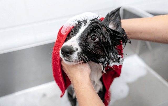 Black and white dog getting a bath in a professional PetSmart grooming tub