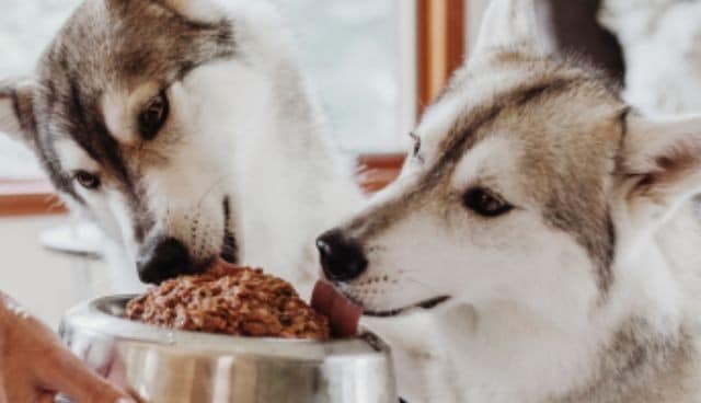 A hand serves a bowl of Darwin's Raw Dog Food to two eager Husky dogs.