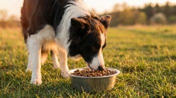 Border collie dog eating dry kibble from a stainless steel bowl on grass
