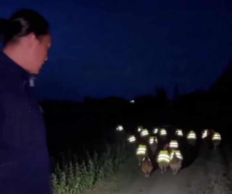 Chickens in safety vests on a farm