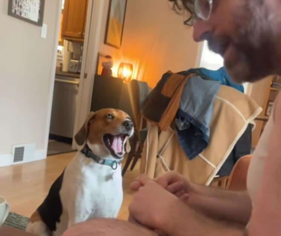 The adorable hound checking out of the conversation