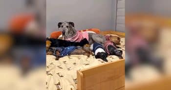 Dachshunds and Great Dane Bunk Bed
