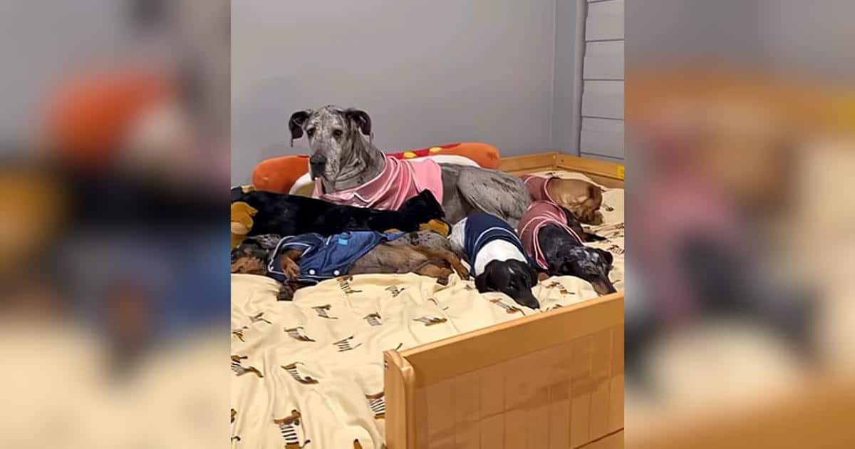 9 Dachshunds, 1 Great Dane, and the Wildest Bunk Bed Setup You’ll Ever See