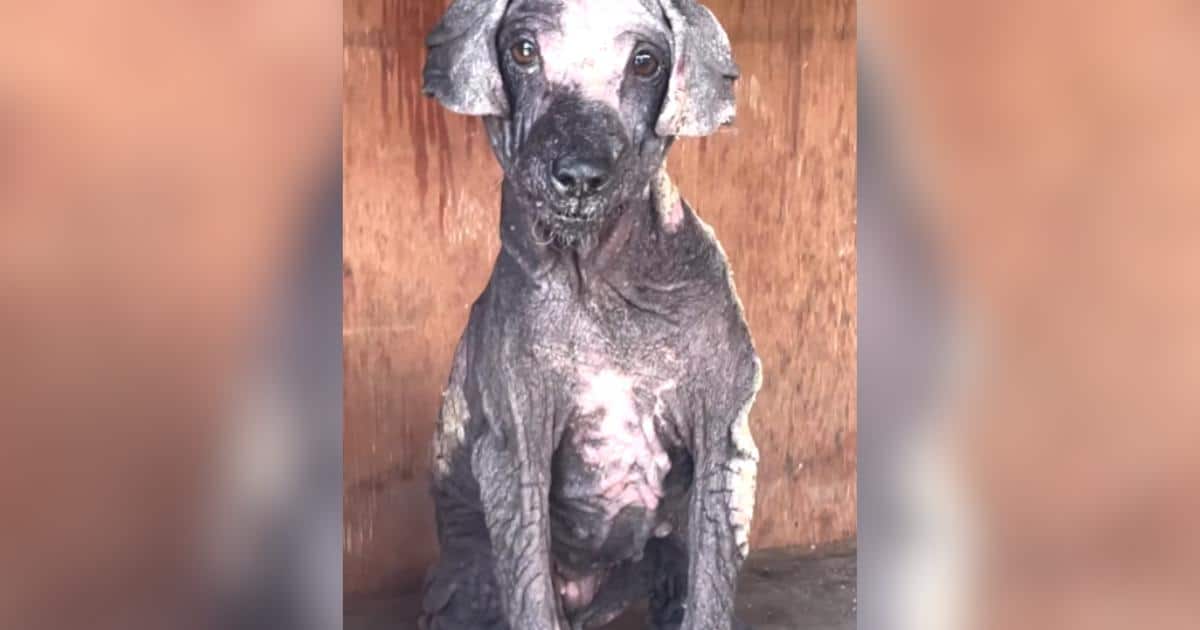 Pup Who Looked Like a Dinosaur Blossoms Into a Brindle Beauty