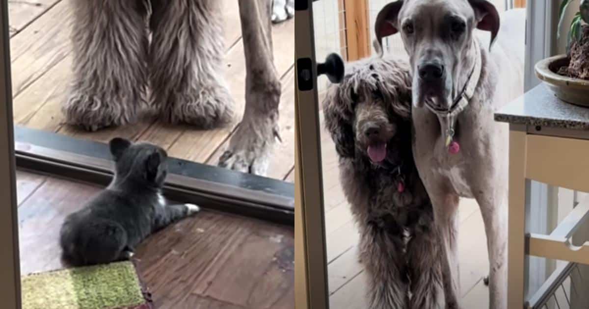 Tiny Chihuahua With Three Legs Runs the Place and Even the Great Dane Obeys