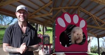 Dogs at Asher House Sanctuary