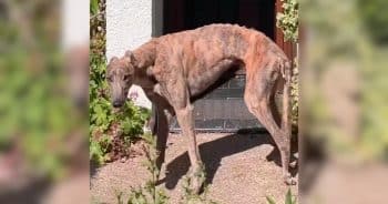 Greyhound Hazel