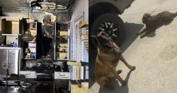 Hero Dogs Alert Homeowner