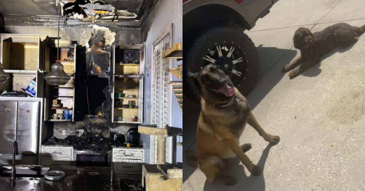 Hero Dogs Alert Homeowner to Early Morning Fire and Help Prevent Disaster