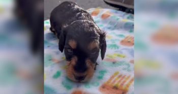 Henry the three-legged Dachshund