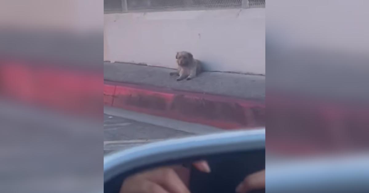 For Over a Month, This Little Dog Survived Alone on a Busy Road Until Rescuers Discovered Her Secret Hiding Spot