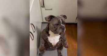 Penelope the Bulldog