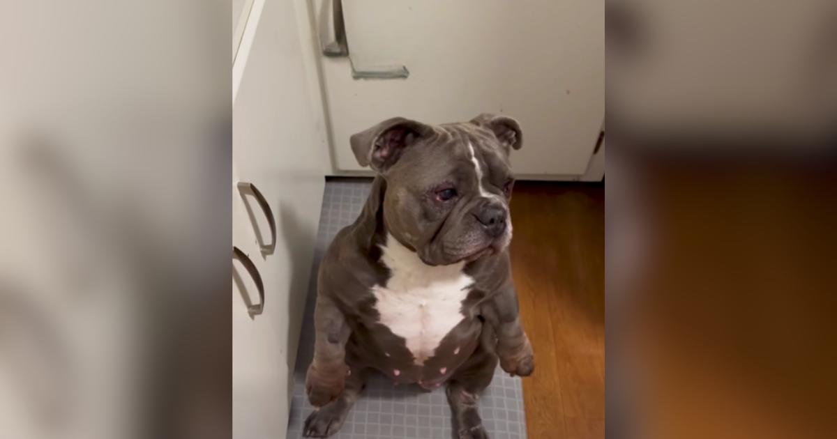 Catfish Win: She Thought She Adopted a Low-Key Dog Until the Zoomies Started