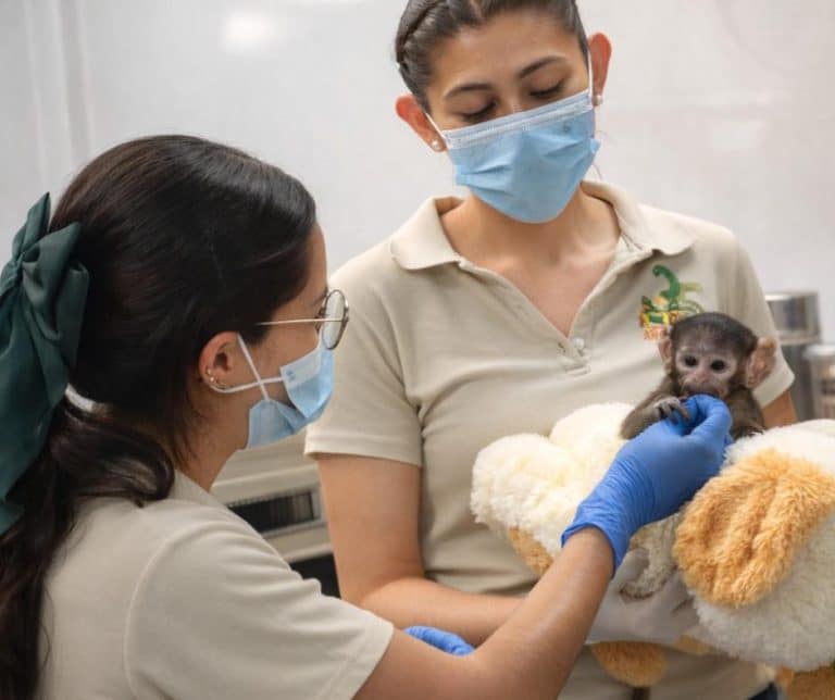 Yuji's plush companions