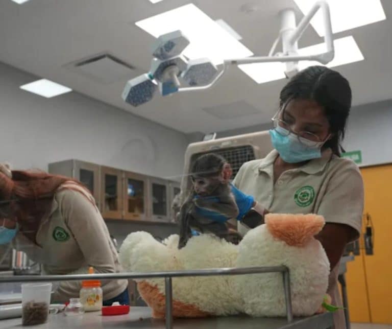 Yuji under veterinary care