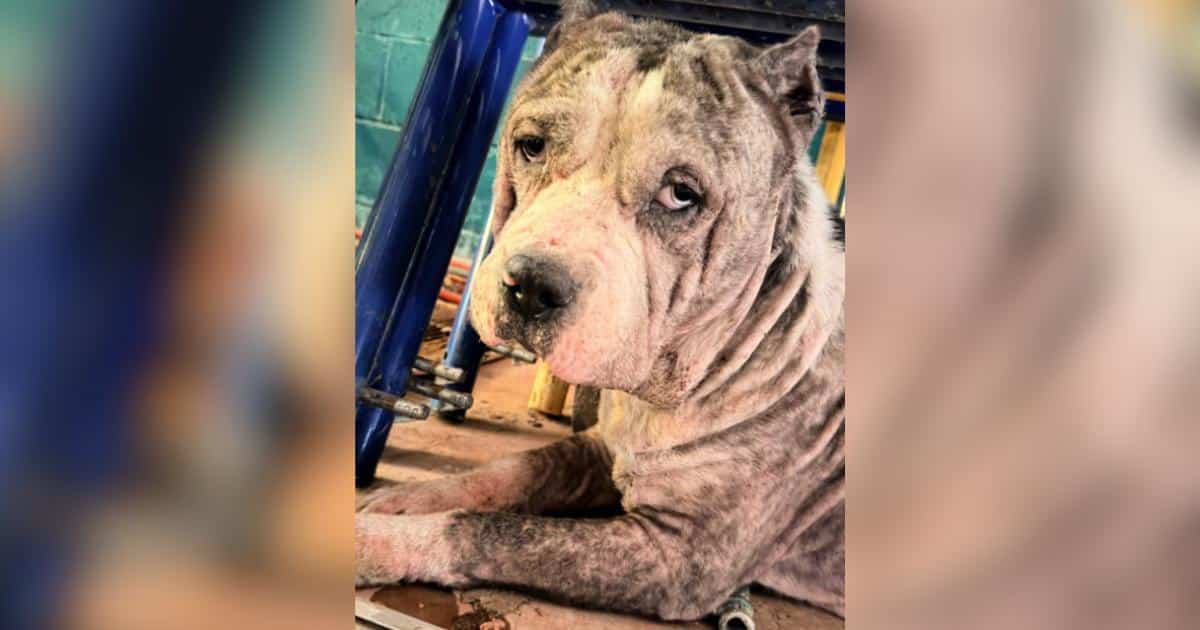 Stray Dog Living Under an Abandoned Building Gives the Sweetest Silent ‘Thank You’