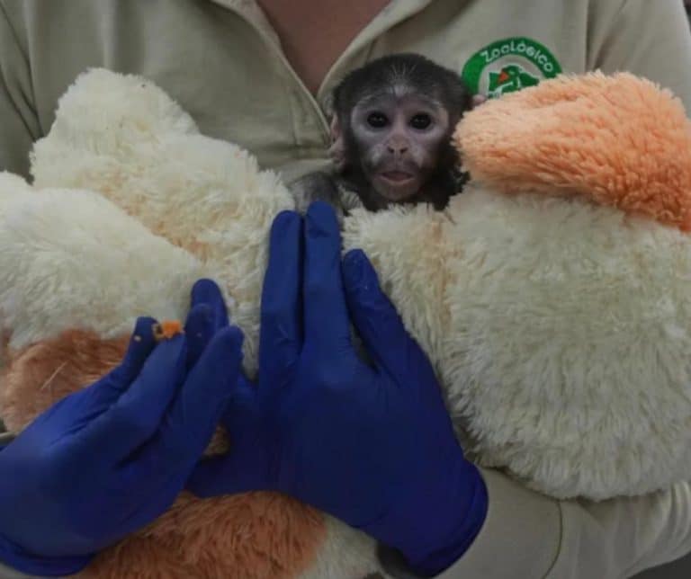 Yuji playing with ropes