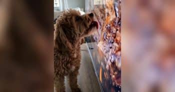 Fluffy Maltipoo named Joey