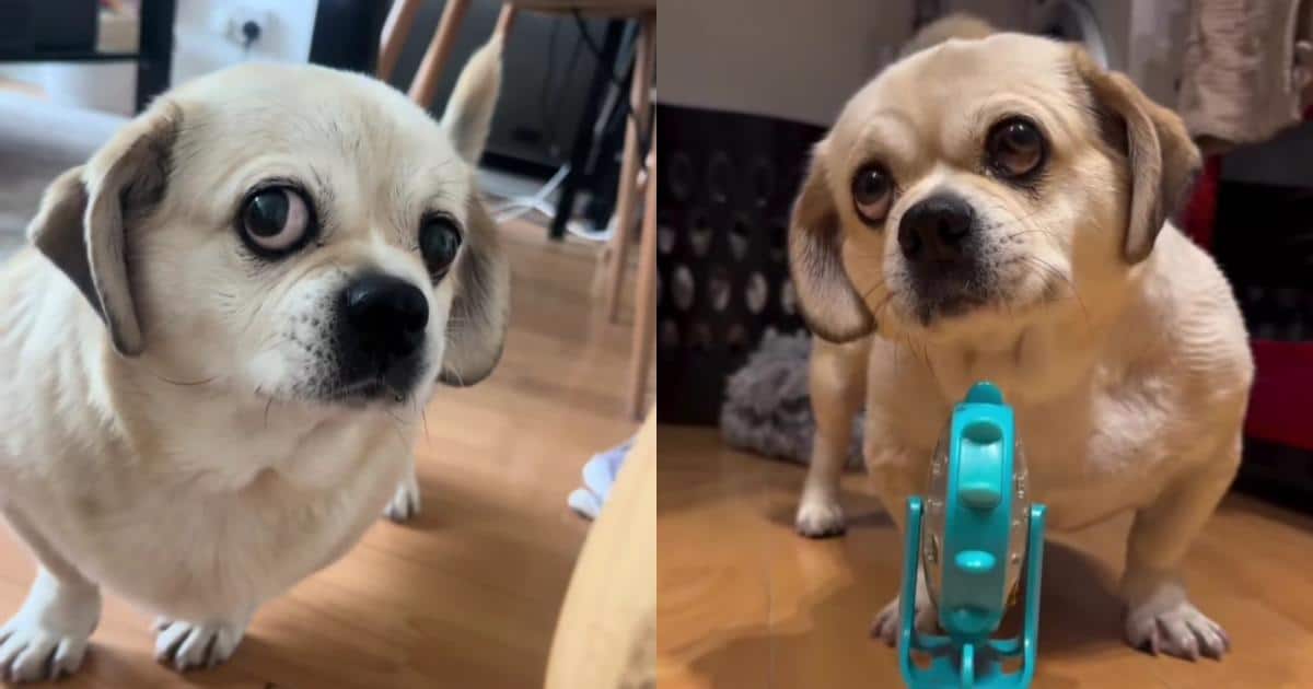 Pug Gives Epic Stink Eye After Humans Serve Lunch in a Slow Feeder