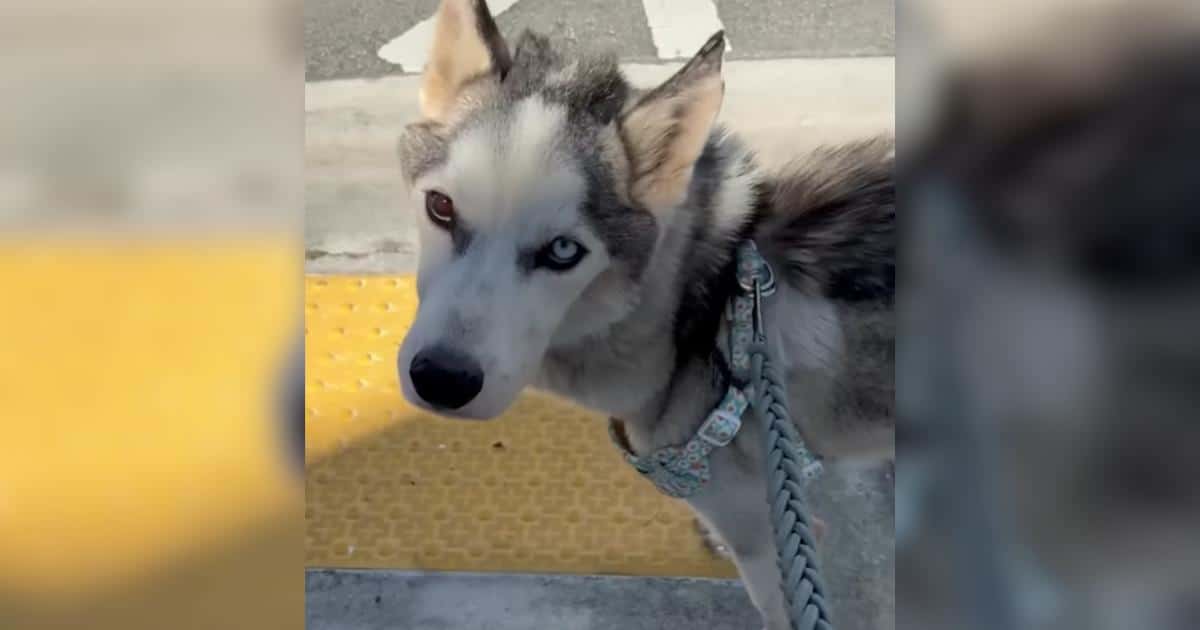 From 19 Pounds and Near Death to Defying Every Odd, This Husky Refused to Give Up
