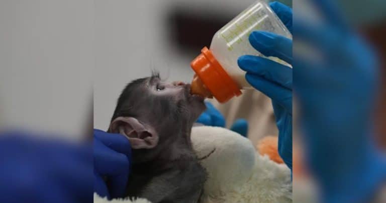 Yuji the baby monkey clinging to a plush dog