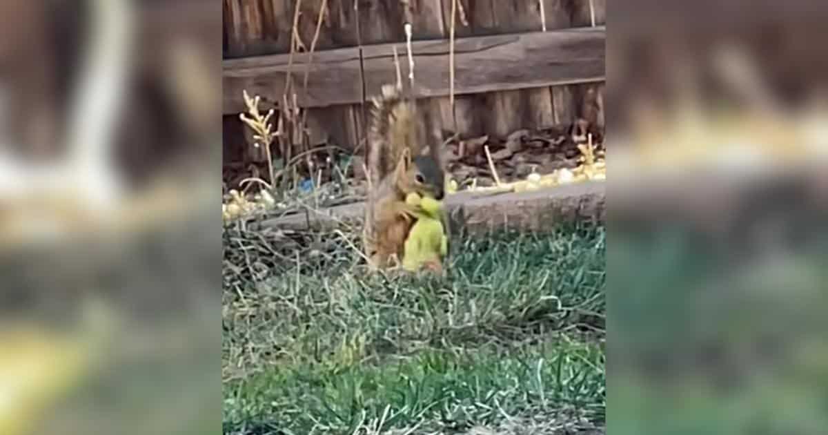 All Her Dogs Were Inside, So Why Was Their Squeaky Toy Going Off Outside?