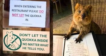 Quokka in a restaurant