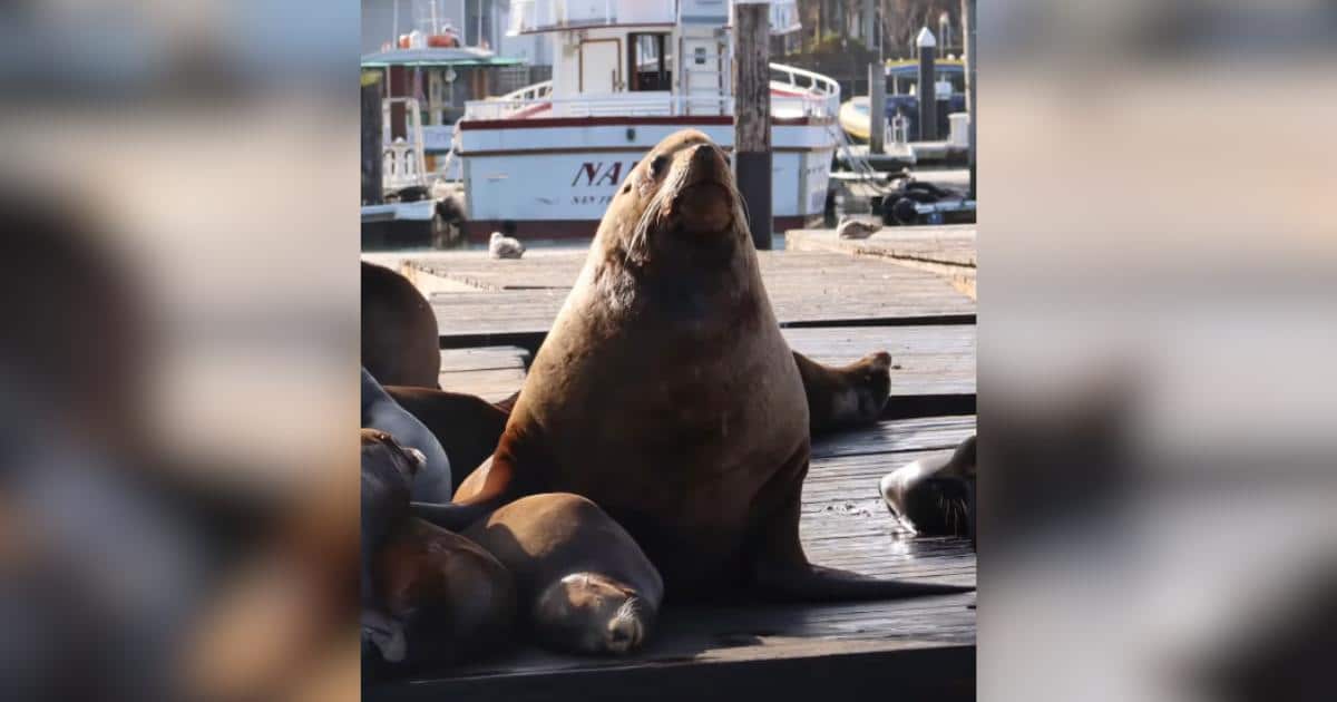 At 2,000 Pounds, Chonkers the Sea Lion Just Became Pier 39’s Biggest Attraction