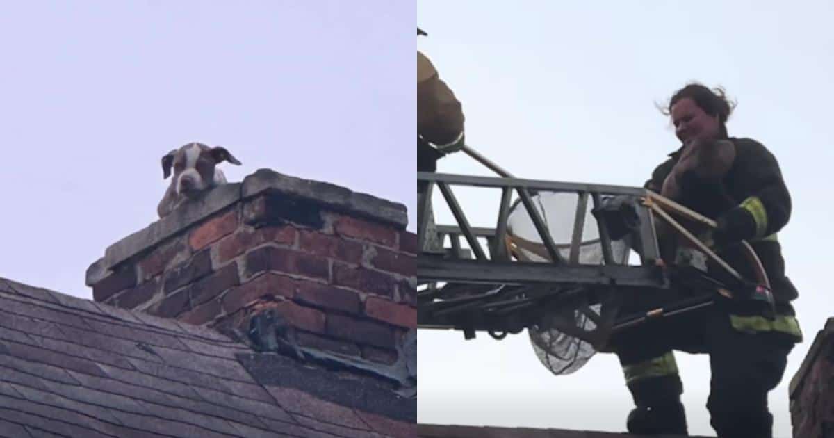 A Neighbor Heard Something Strange, Then Found a Puppy Stuck at the Top of a Chimney