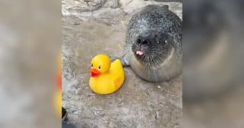 Reggae the Seal with Rubber Ducky